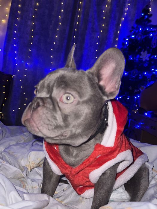 Срочно продам французкого бульдога