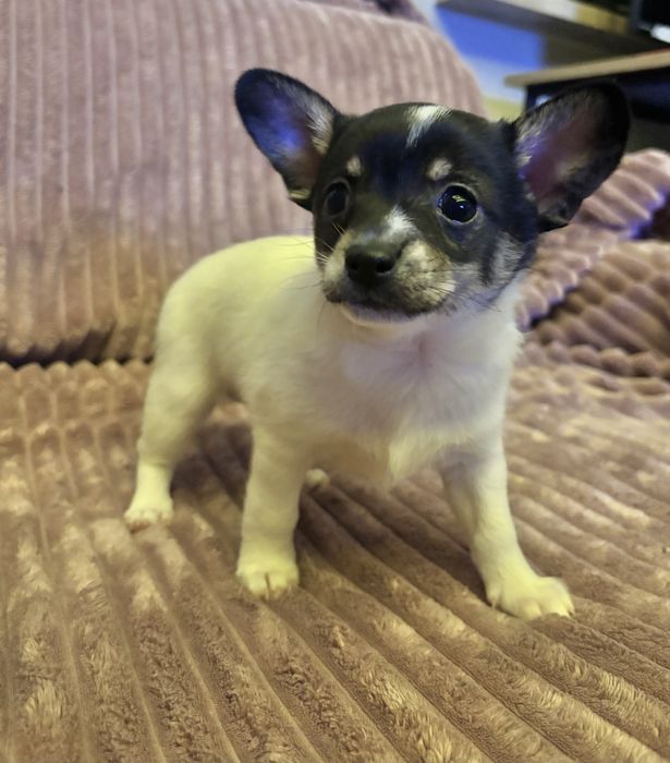 szczeniaki  Zarezerwowane