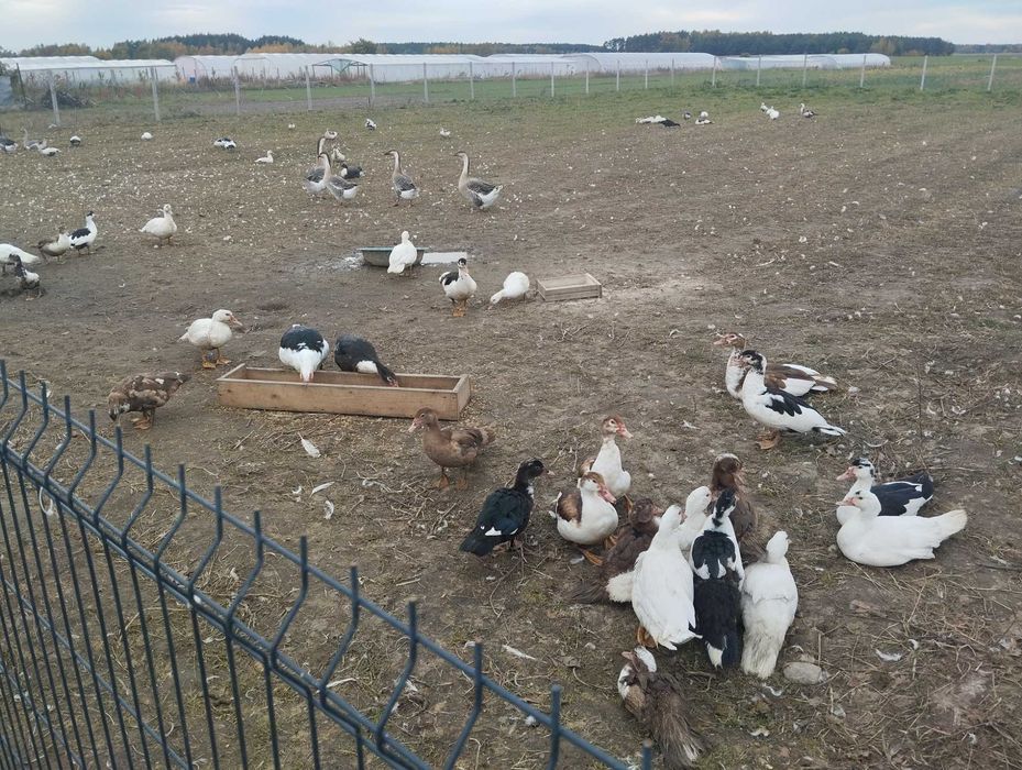Sprzedam kaczki kaczory gęsi