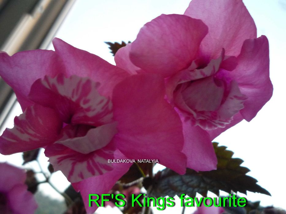 Ахіменес махровий , рослини багаторічні.