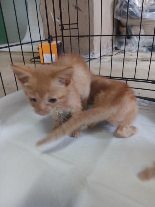 Kotki do adopcji