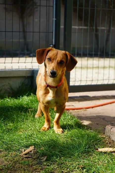 Psinka do adopcji