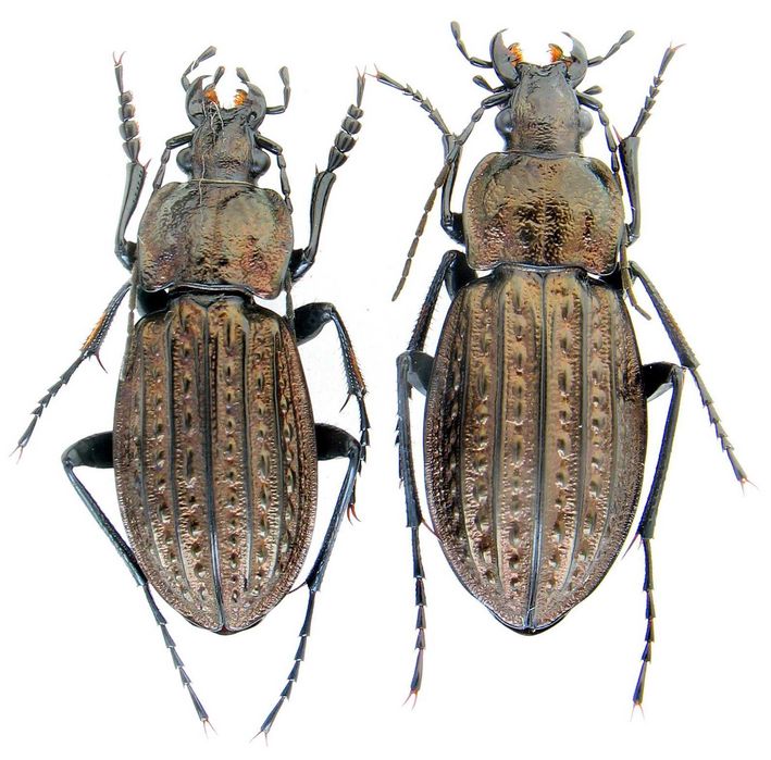 Турун Менергеймі коллекция насекомые комахи, жуки, ентомологія