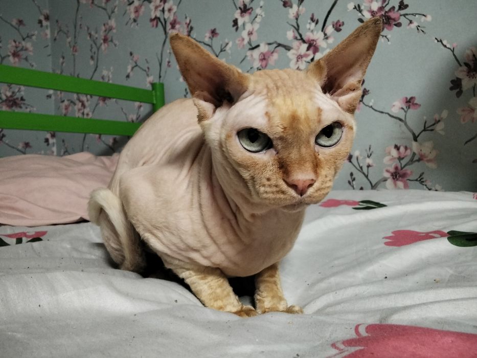 Кот сфинкс вязка