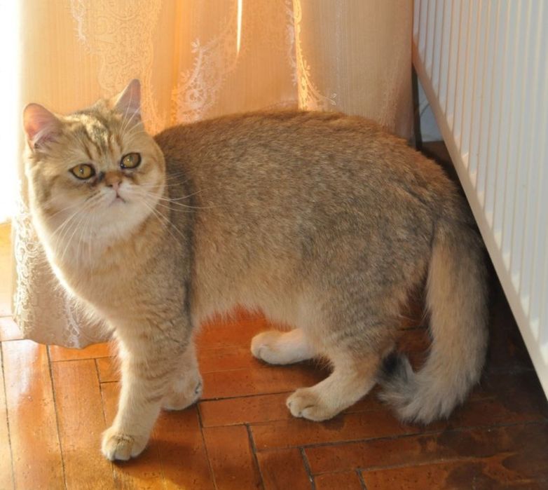 чудове кошеня,, золота шиншила