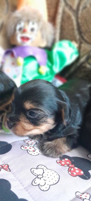 Продам  йоркширского терьера