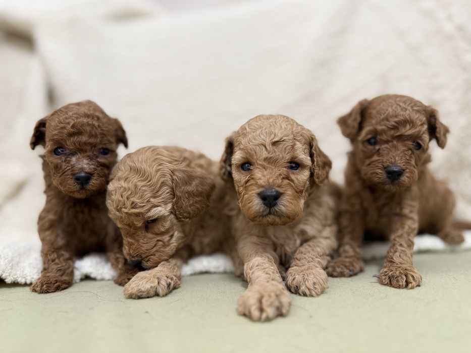 Бронювання цуценят той-пудель