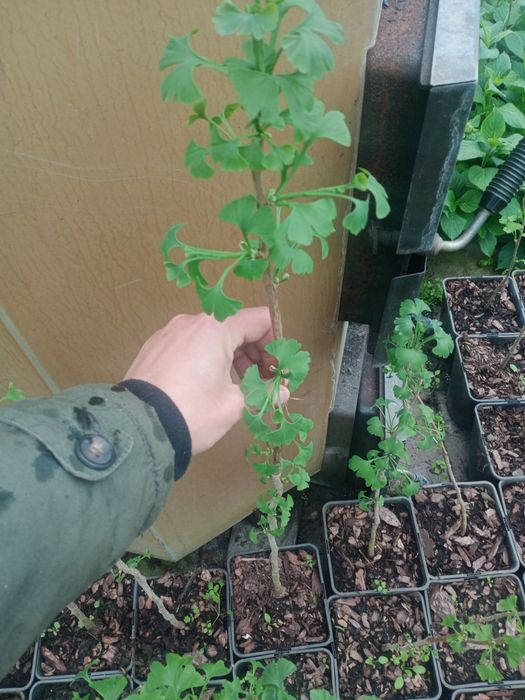 Гінко білоба , саджанці в контейнері