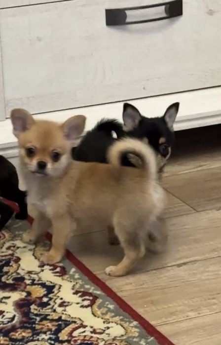 Хлопчики чихуахуа.