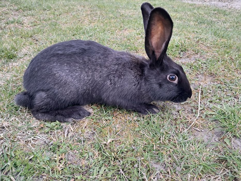 Продам кролі 3 місяці.