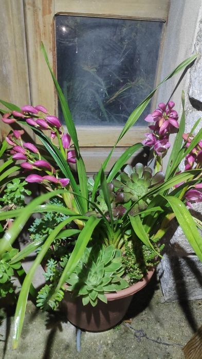 Orquídea rosa bebê