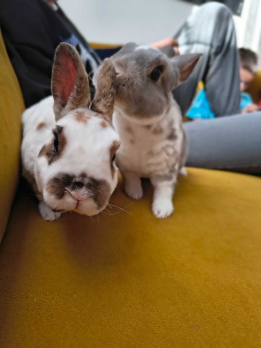 Królik miniaturka karzełek rex