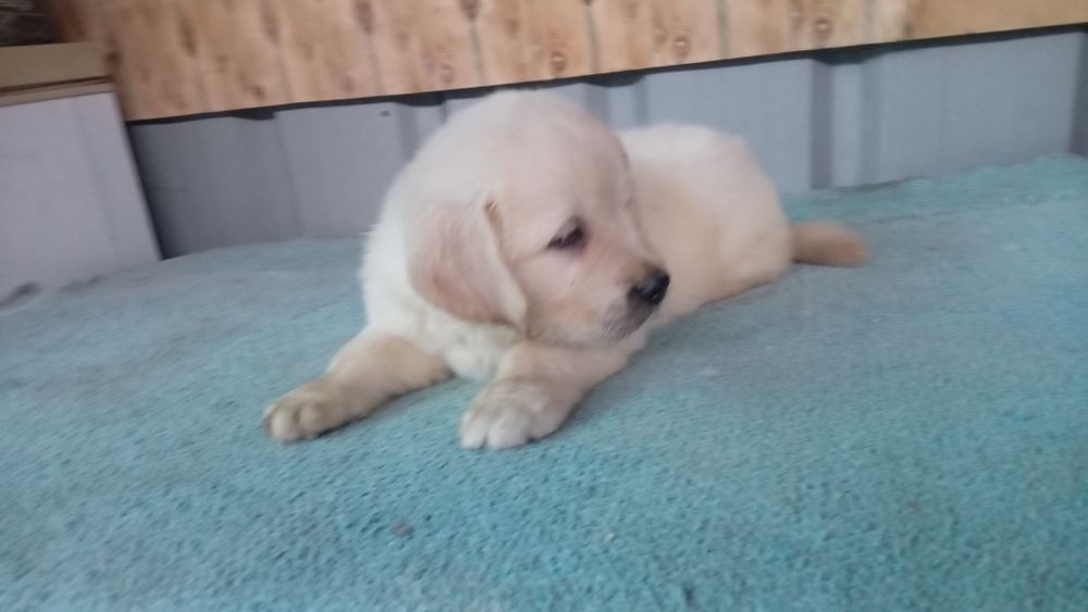 Golden retriever femea