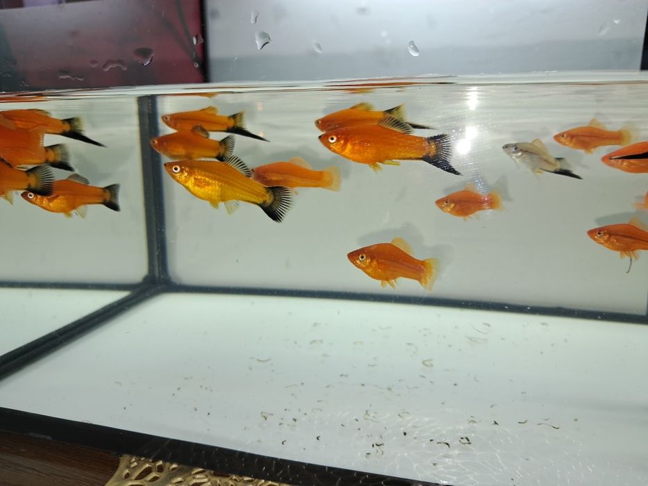 Sprzedam mieczyki czerwone i zielone hellera