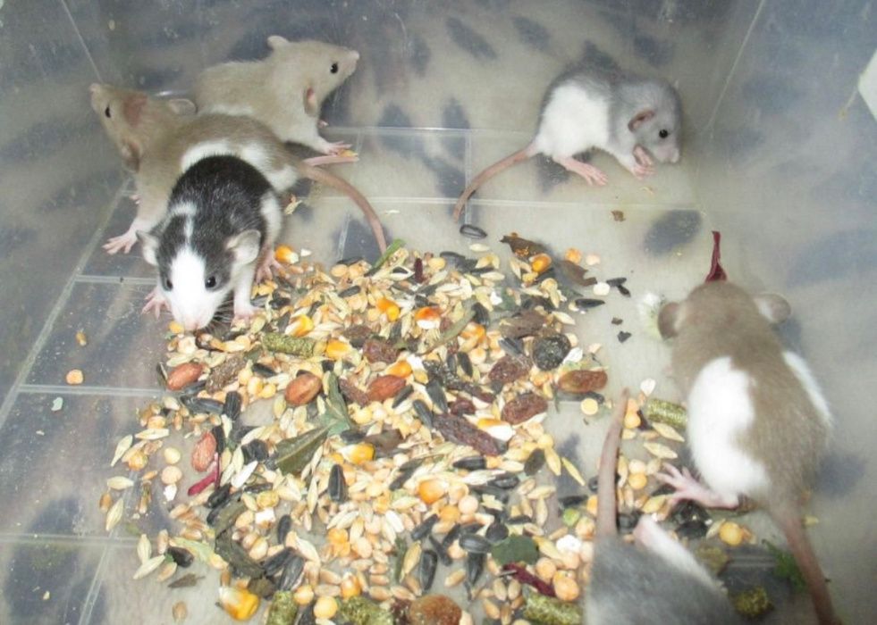 крыски самки и самци