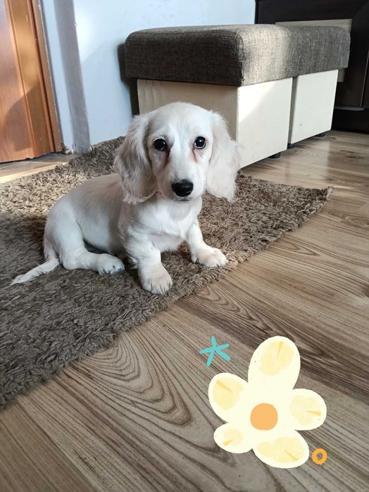 Jamnik miniaturowy długowłosy suczka