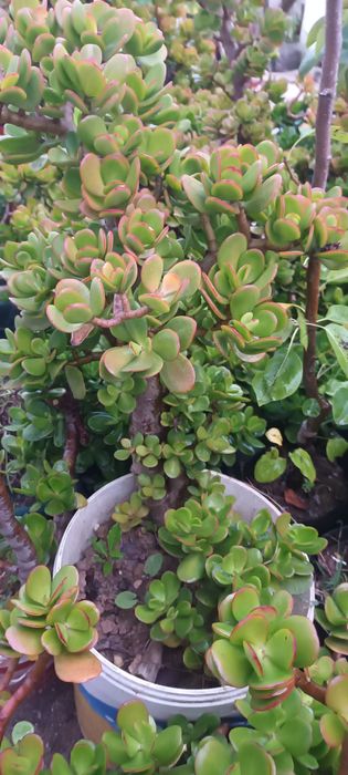 Suculentas - diversas variedades