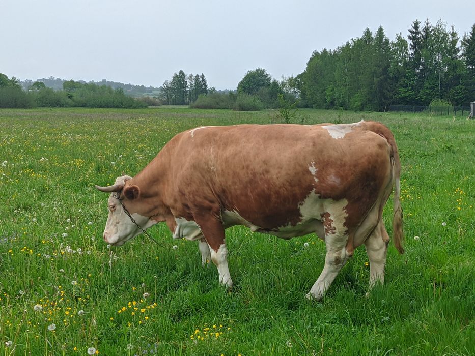 Krowa cielna 10letnia
