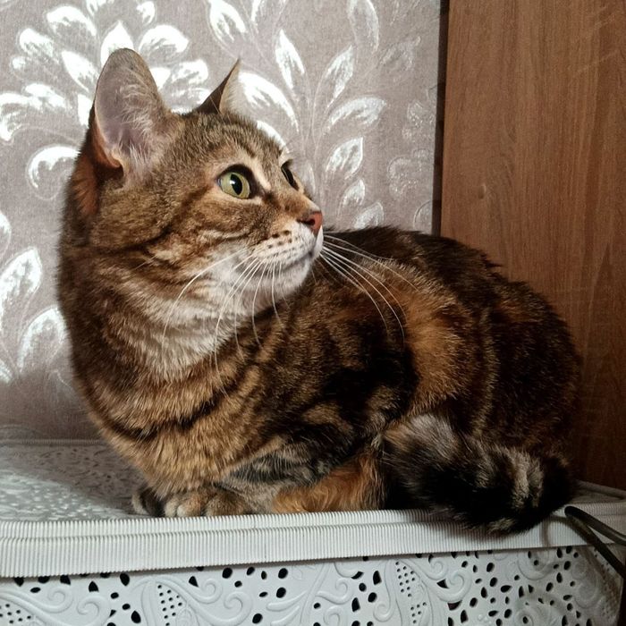 Очень красивая кошечка в бенгальской шубке ( 3 года) ищет  дом