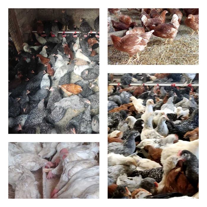 Продам кури несушки! Доставка безкоштовна. Коломак!