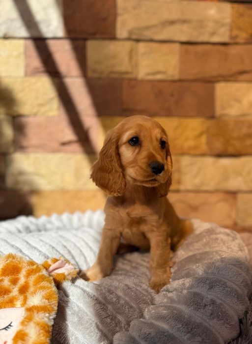 Cocker spaniel angielski Piesek Rodowód