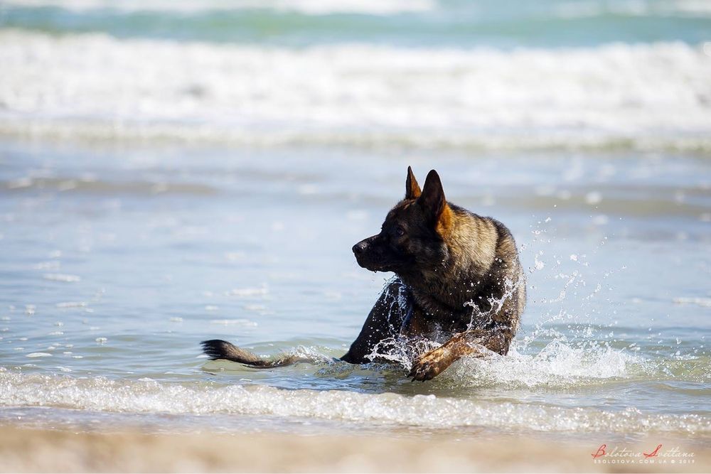 вязка; HD;ED зонарний кобель Німецька Вівчарка робочого розведення КСУ