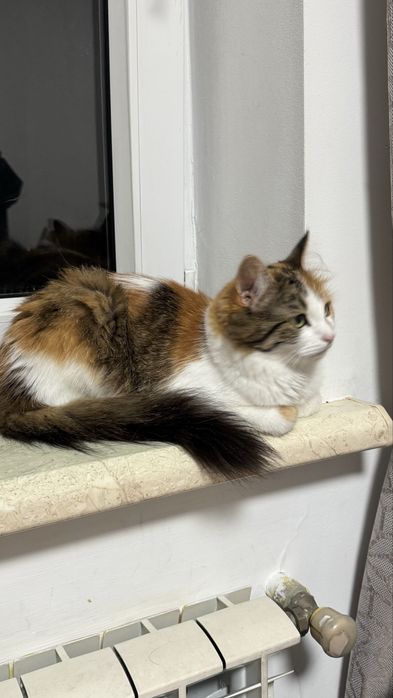Котик в добрі руки