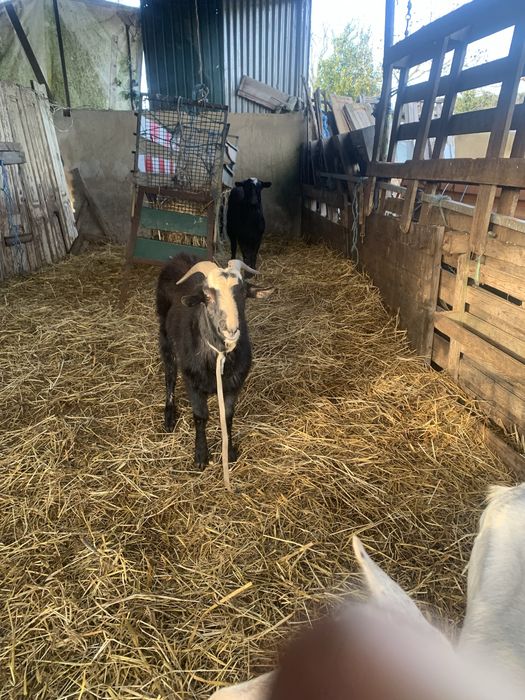 Vendo chibo com 10 meses