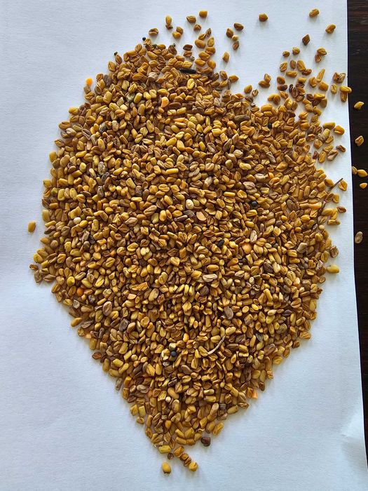 Kozieradka czysta, ładna.