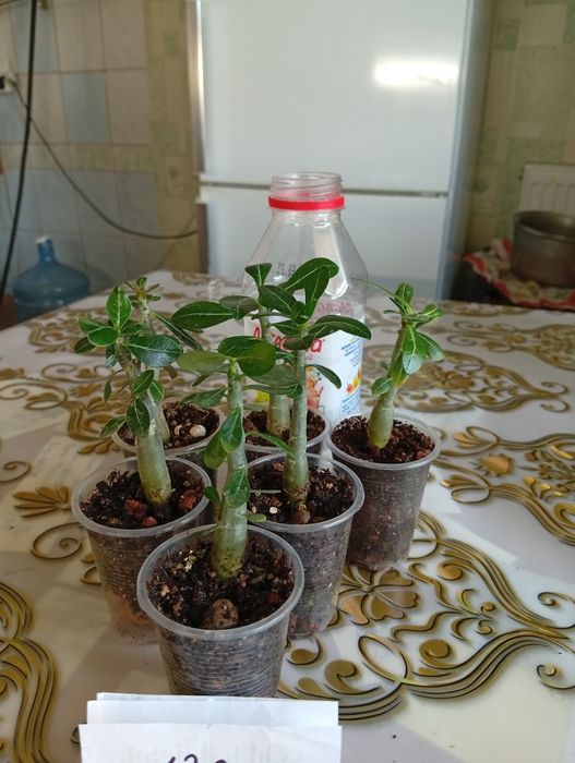 Домашние комнатные цветы