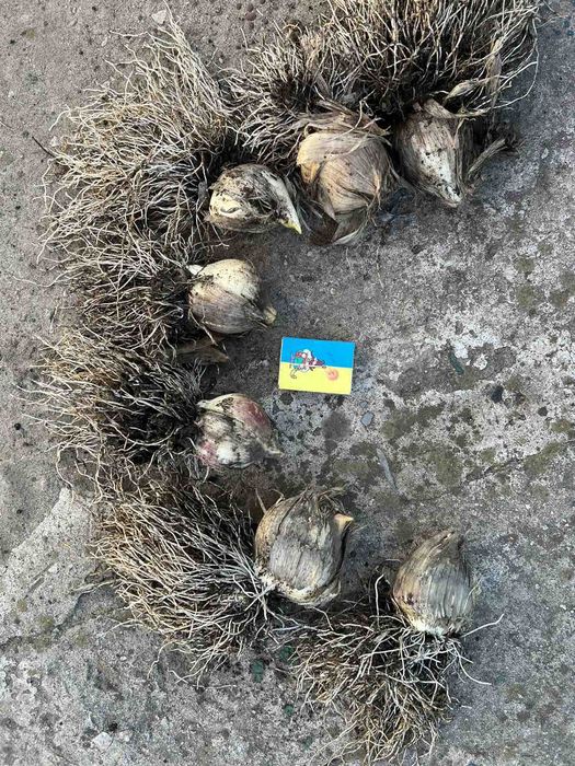 Цибуля Суворова/Allium suworowii