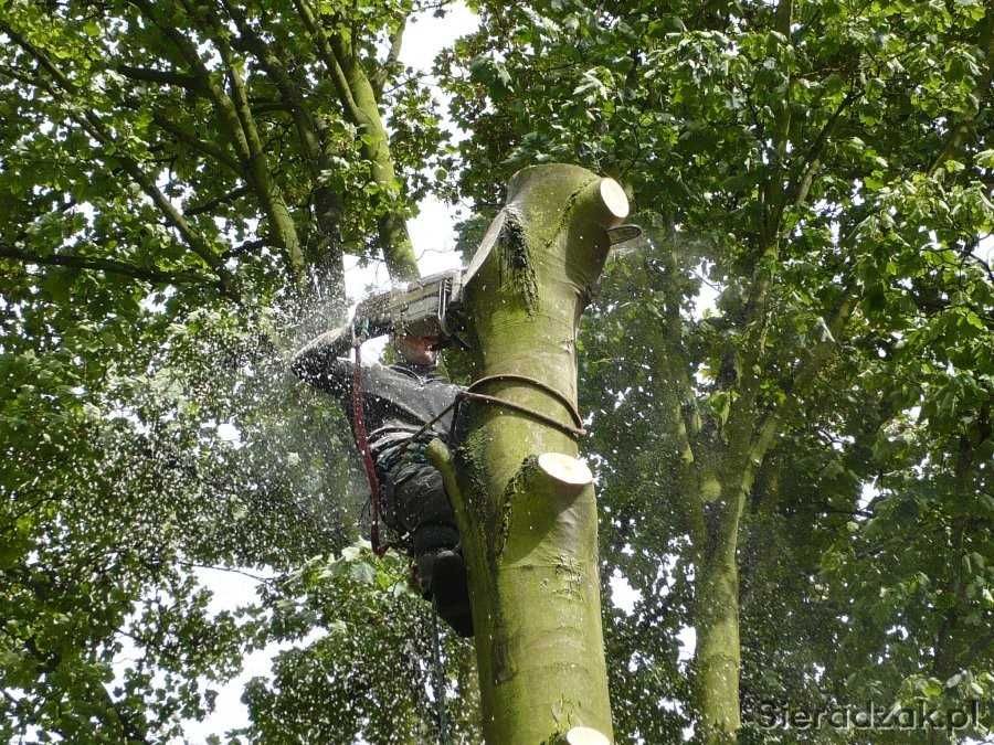 Wycinka drzewi pielęgnacje,prace alpinistyczne.