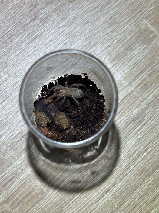 trixopelma pruriens