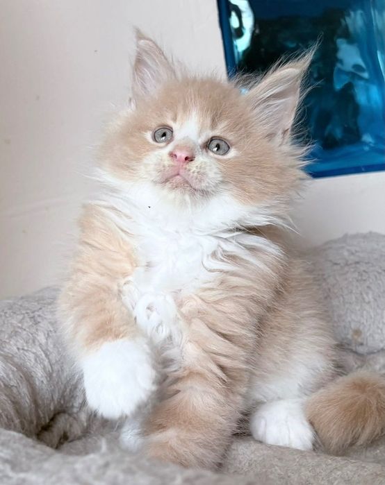 Maine Coon - Piękny kocurek !