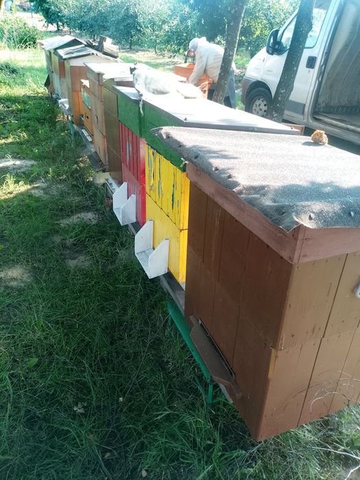 Ule drewniane wielkopolskie