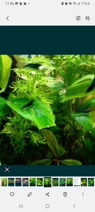 Продам креветочек!))