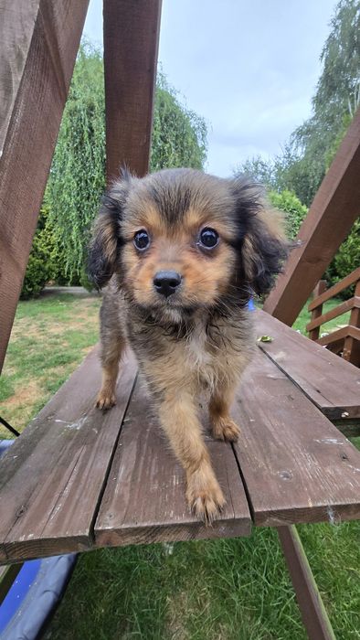 Cavapom suczki I piesek