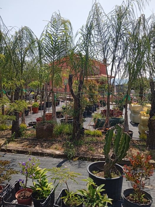 Grama brasileira e tudo o que necessita para o seu jardim