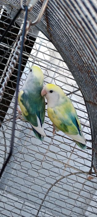 Rosicolis (Love Birds)