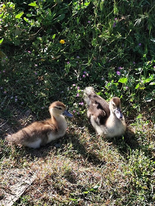 Patos mudos pequenos