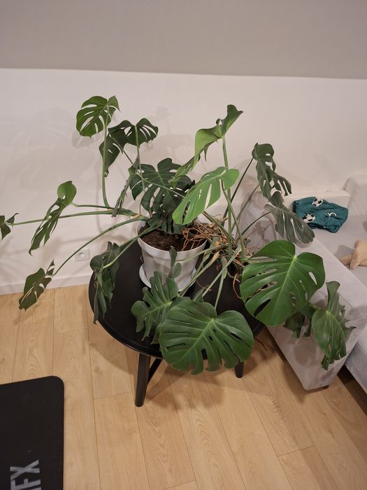 Monstera srednica 160cm