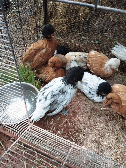 Kury ozdobne Silka, Białoczub holenderski,czubatka Padewska Dowóz