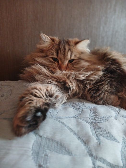 Девочка Джина 8 месяцев