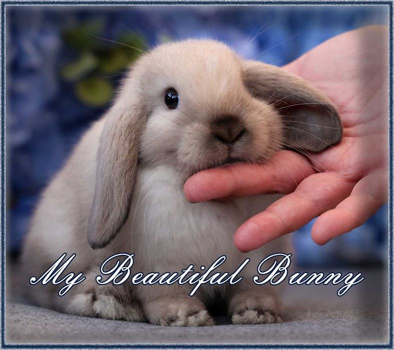 Młody Piękny Królik 100% Mini Lop  - Sallander