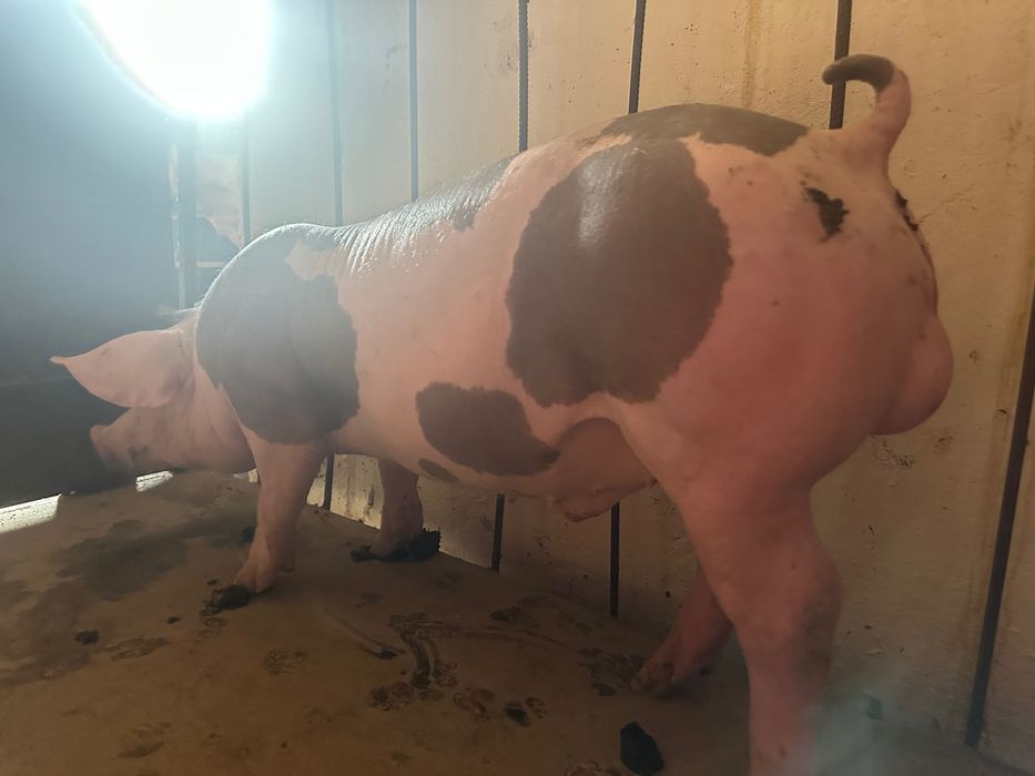 Продам кнур петрен