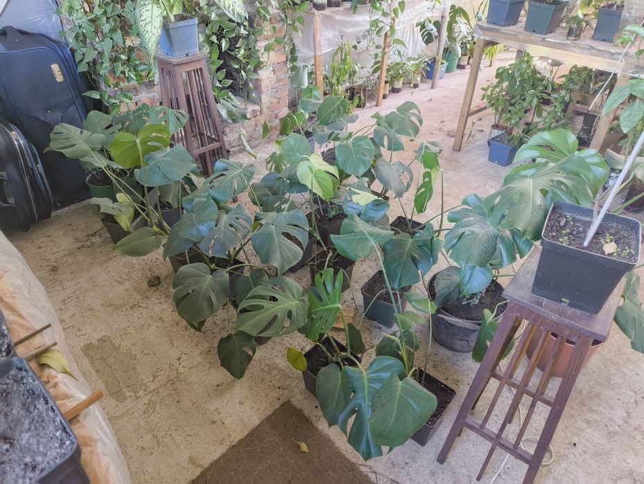 Монстера Фікус Бенджаміна Вазон