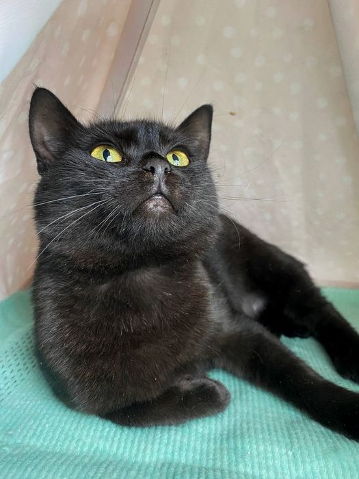 Киця у добрі руки