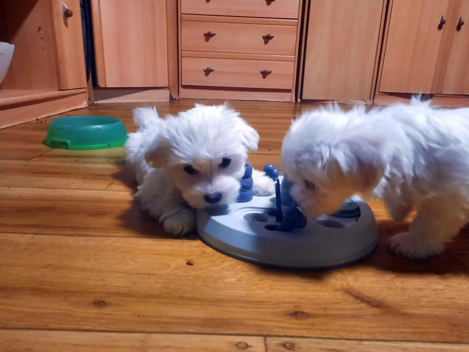 Urocza sunia  . Gotowa do odbioru