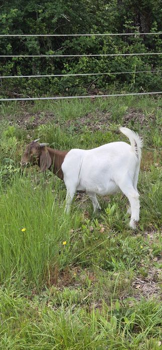 Cabrito boer puro