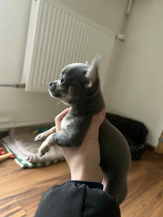 Śliczny Suczka Chihuahua niebieska podpalana